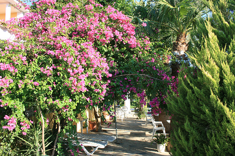 Hotel Metaxa Kalamaki Zakynthos